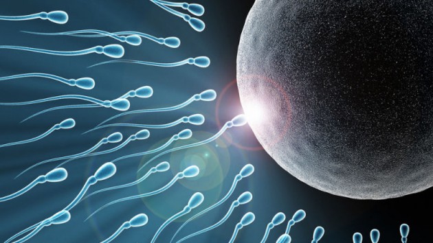 Yang paling cepat berenang adalah sperma lelaki - via kinja-img.com