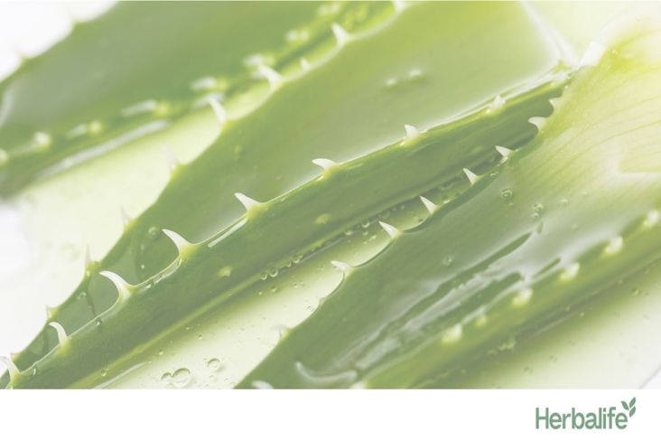 Manfaat Lidah Buaya untuk Perawatan Kulit, Bisa Melembapkan dan juga Menenangkan